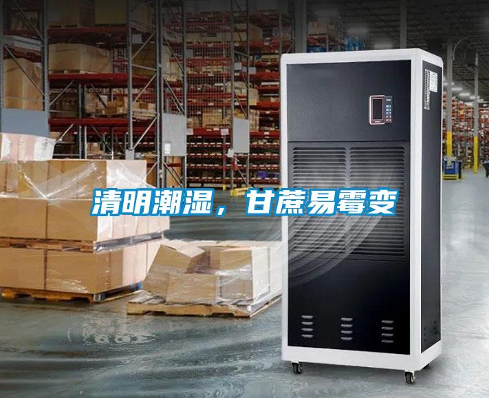 清明潮濕，甘蔗易霉變